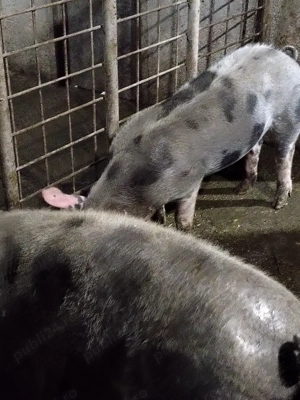Porci de vânzare între 40 - 90 kg