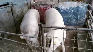 Vand 2 porci (sau arvunesc pentru Craciun)