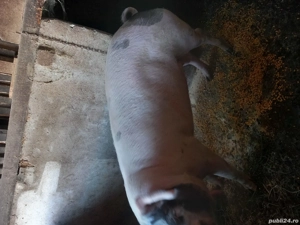 vand porci - imagine 3