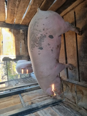 Vand porc pic pt. craciun - imagine 2