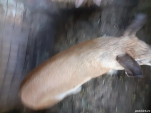 vind porci  - imagine 4