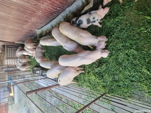 vând porci - imagine 3