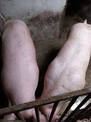 Vând porci pentru Crăciun  - imagine 3