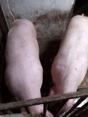 Vând porci pentru Crăciun  - imagine 2