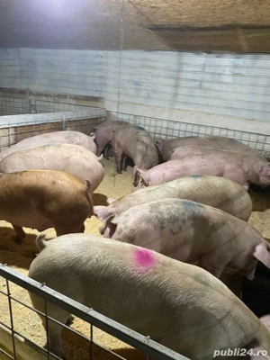 porci de vanzare super calitate 