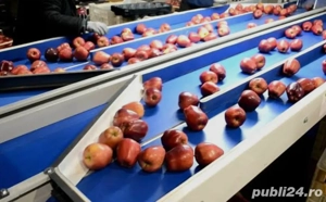 Angajări cu plecări imediate!! - imagine 2