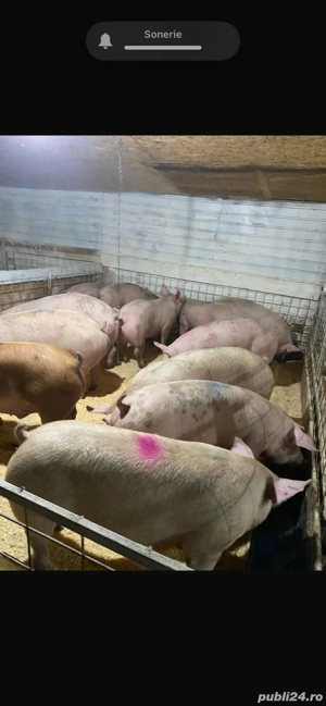 porci nu mal de carne