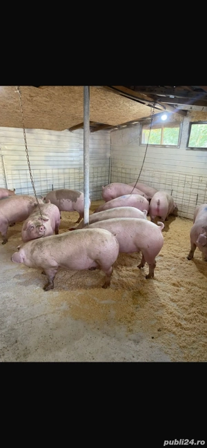 porci de carne  - imagine 4