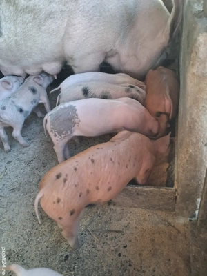 de vânzare scroafă fătată cu 8 purcei de 5 săptămâni 
