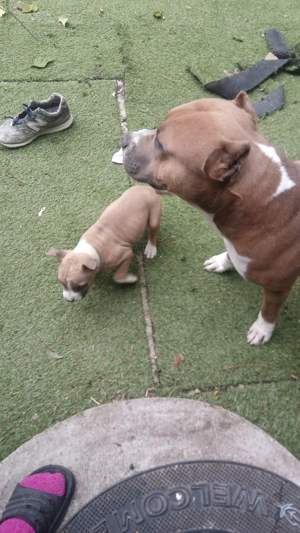 Pui Amstaff  - imagine 2