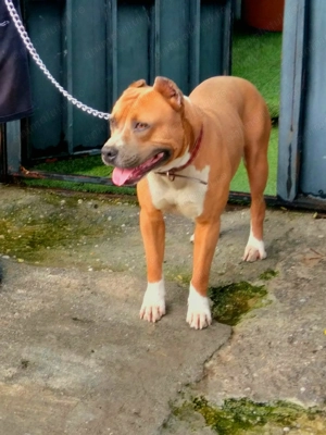 Pui Amstaff  - imagine 3