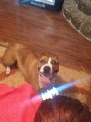 Pui Amstaff  - imagine 4