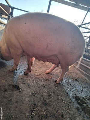 de vânzare scroafă 250 kg rasă marele alb 