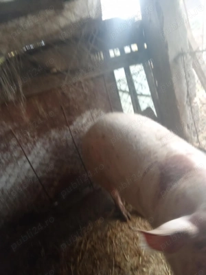 Porci crescut la curte  - imagine 2