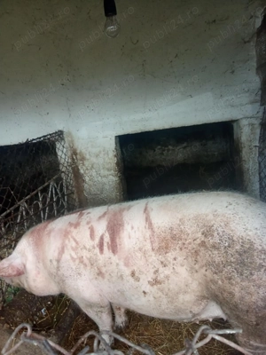 Porci crescut la curte 