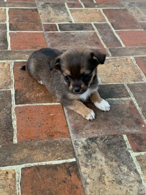 Catei de vanzare - imagine 4