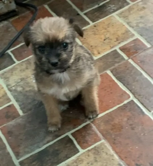 Catei de vanzare - imagine 3