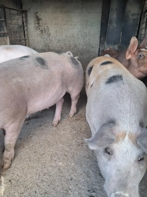 de vânzare 6 masculi 70..90 kg ofer transport  - imagine 5