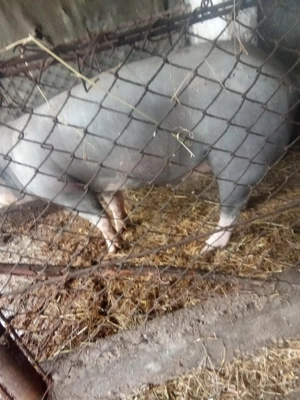 Porci crescut la curte  - imagine 3