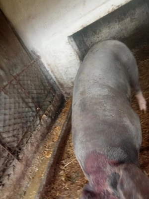 Porci crescut la curte  - imagine 4