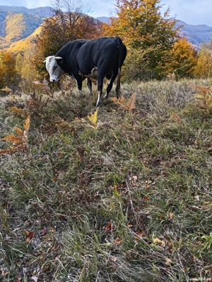 taur si vaca  - imagine 2