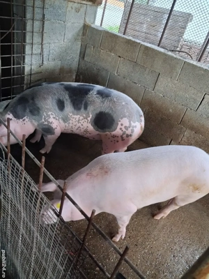 vand porci - imagine 2