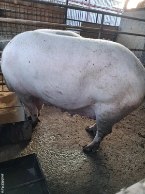 de vânzare 2 scroafe 250..270 kg ofer transport  - imagine 4