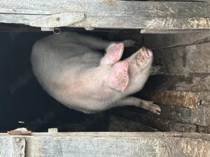 Porc de vânzare  - imagine 2