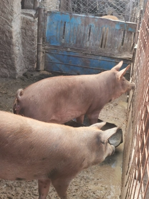 Vând porci de carne!!!  - imagine 4