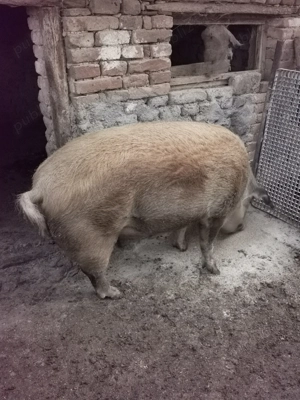 Vând porci de carne!!!  - imagine 3