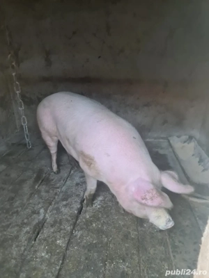 Porci de vanzare