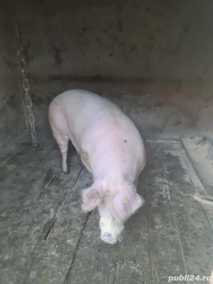 Porci de vanzare - imagine 3