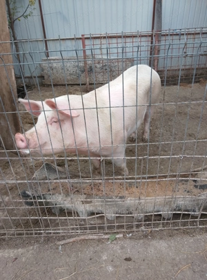 Vând scroafa 1lei kg marele alb de vânzare 