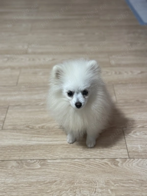 Pomeranian băiețel 