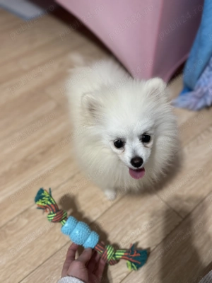 Pomeranian băiețel  - imagine 2