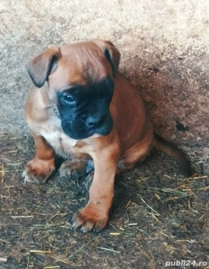 Catei Boxer German