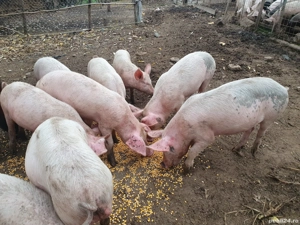 purceii de vânzare rasă marele alb cu landras 