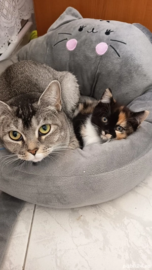 Vindem pisicuța foarte jucăușă are 2 luni rugăm seriozitate 