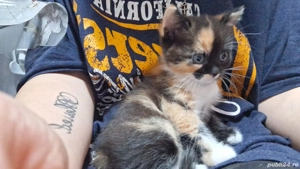 Vindem pisicuța foarte jucăușă are 2 luni rugăm seriozitate  - imagine 2