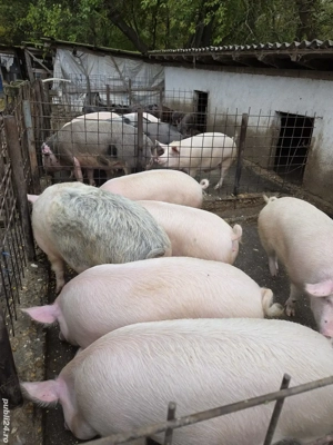 Vand porci !  - imagine 2