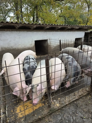 Vand porci !  - imagine 3