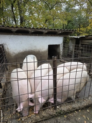 Vand porci !  - imagine 4