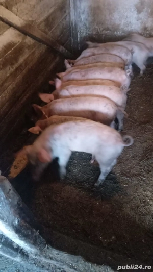 vand purcei  - imagine 2