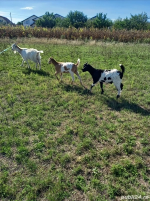 De vânzare capră cu iezi 