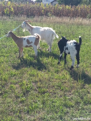 De vânzare capră cu iezi 