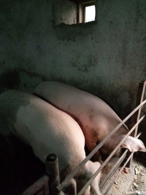 Vand porc crescut cu cereale