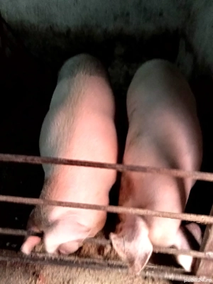 Vand porc crescut cu cereale - imagine 2