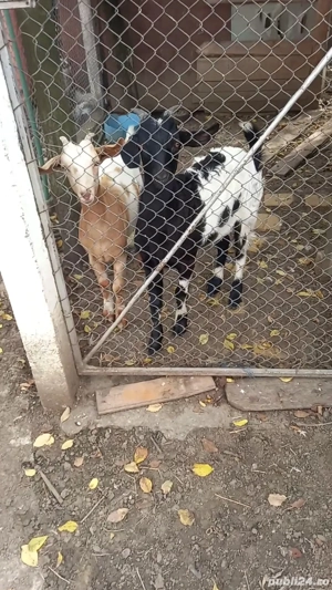 De vânzare capră cu iezi  - imagine 4