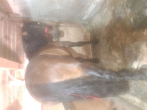 Manz de doi ani jumate - imagine 2