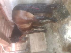 Manz de doi ani jumate - imagine 3